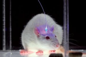 мышь с оптоволокном поведение мозг